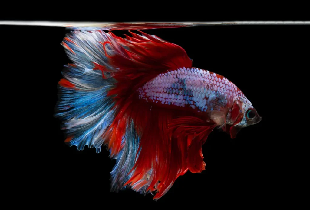 classic-blog-image-2